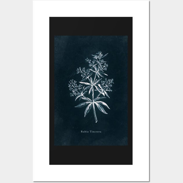 Cyanotype - Rubia Tinctora Wall Art by PixelHunter